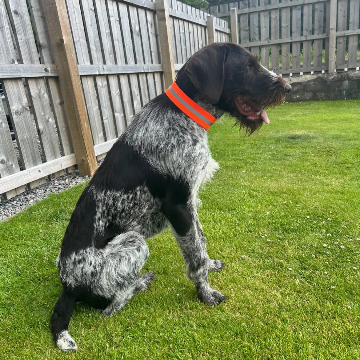 **NEW Muntjac Sealgair Collar