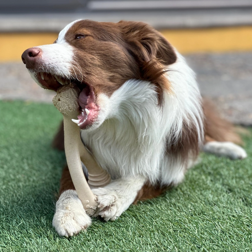 BetterBone | Dog Chew Toy | Medium Durability for Everyday Chewers - Beef Flavour
