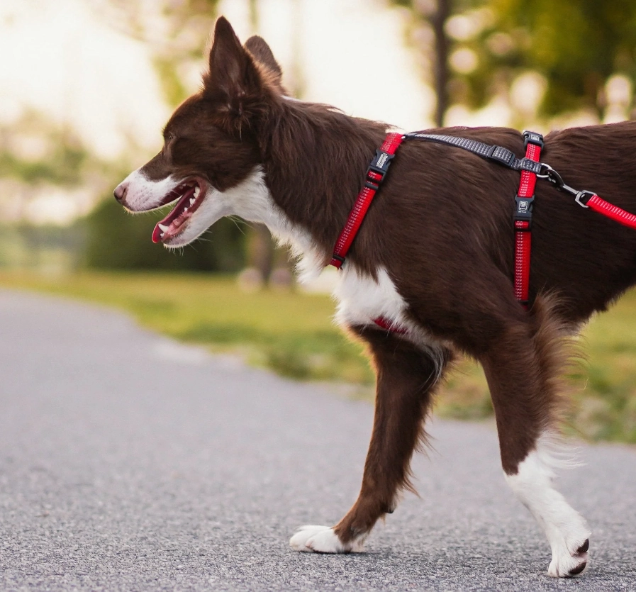 Blue-9 Reflective Balance Harness