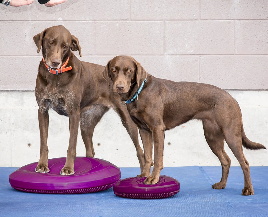 FitPAWS?? Balance Discs