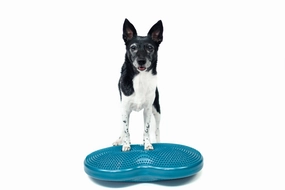 FitPaws?? Duo Disc Teal