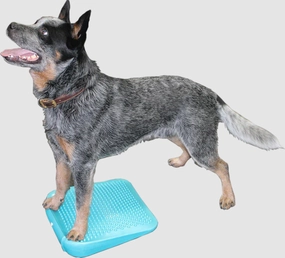 FitPaws?? RAMP