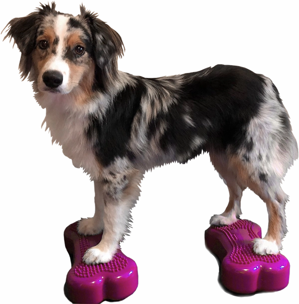 FitPAWS K9FITbone