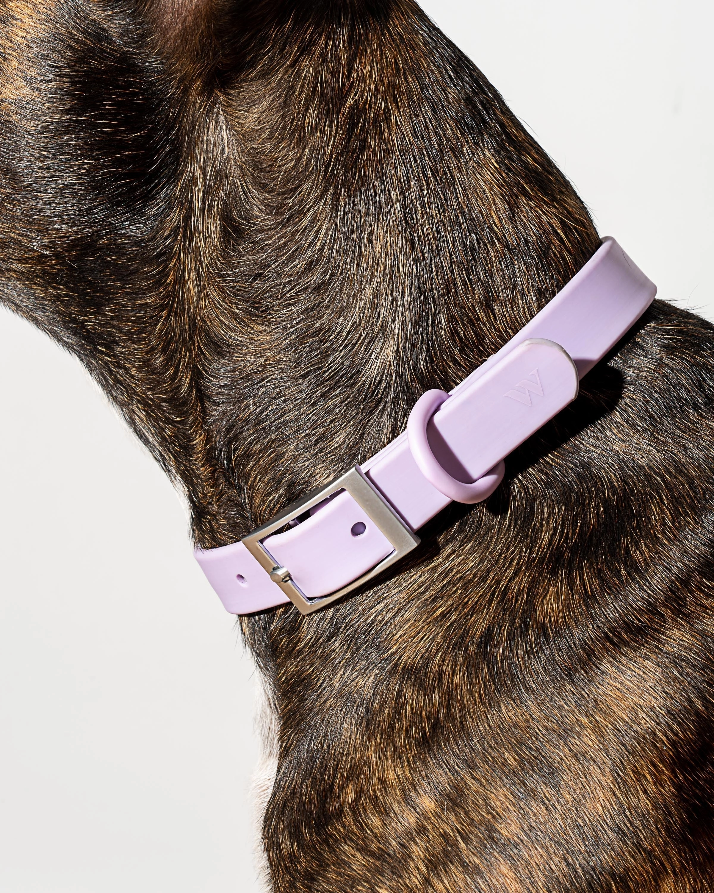 Hands-Free Collar Walk Kit