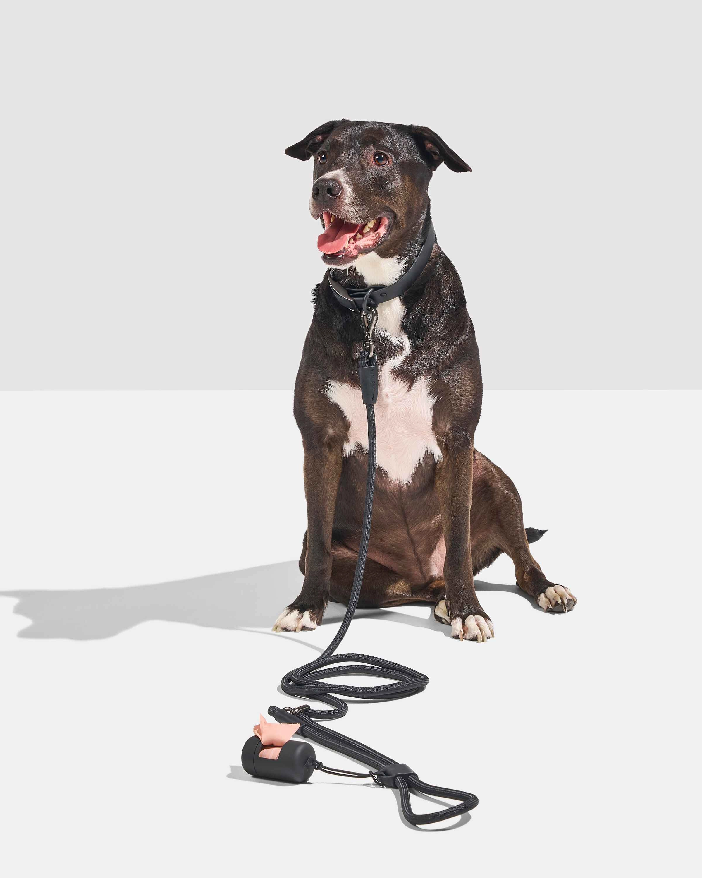 Hands-Free Collar Walk Kit