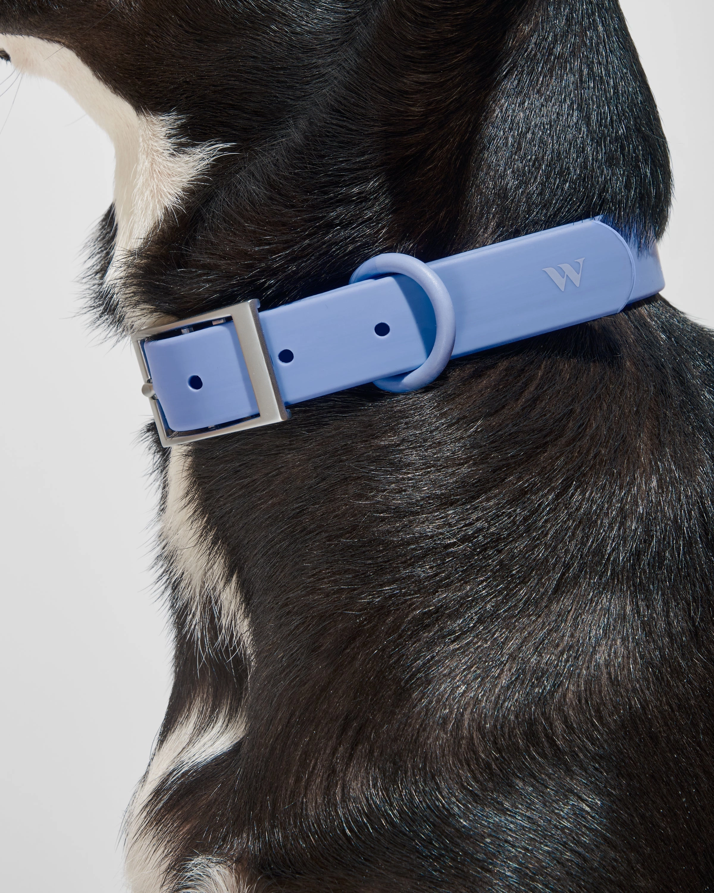 Hands-Free Collar Walk Kit