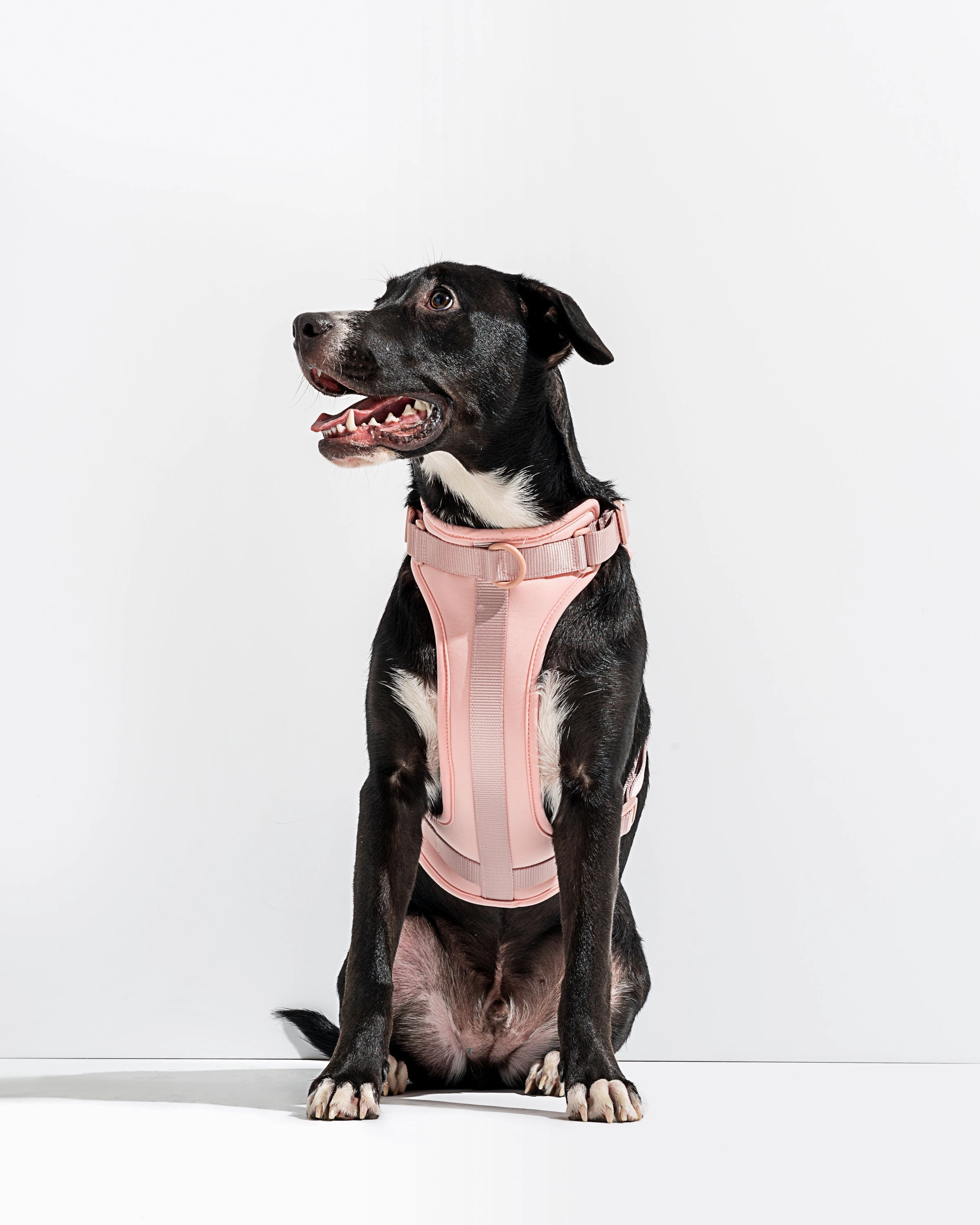 Hands-Free Harness Walk Kit