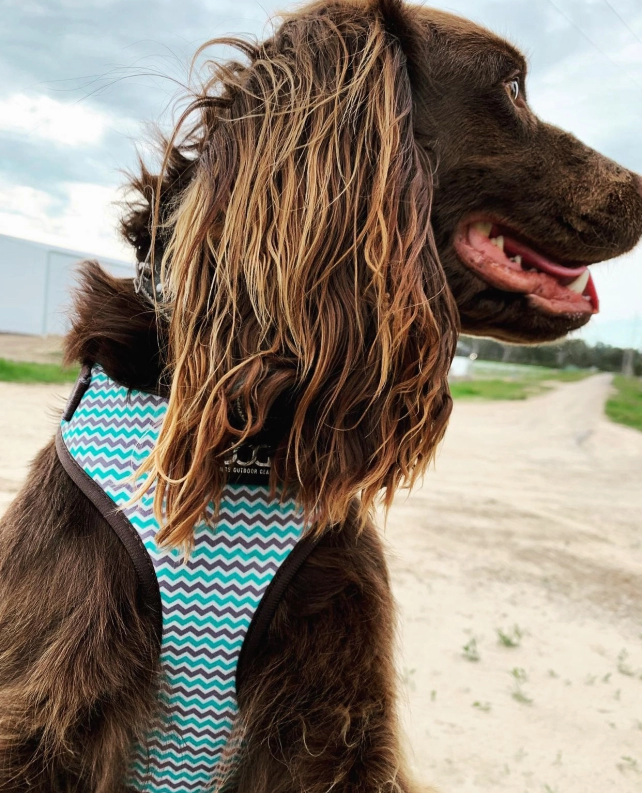 Neoflex Soft Harness - Benji
