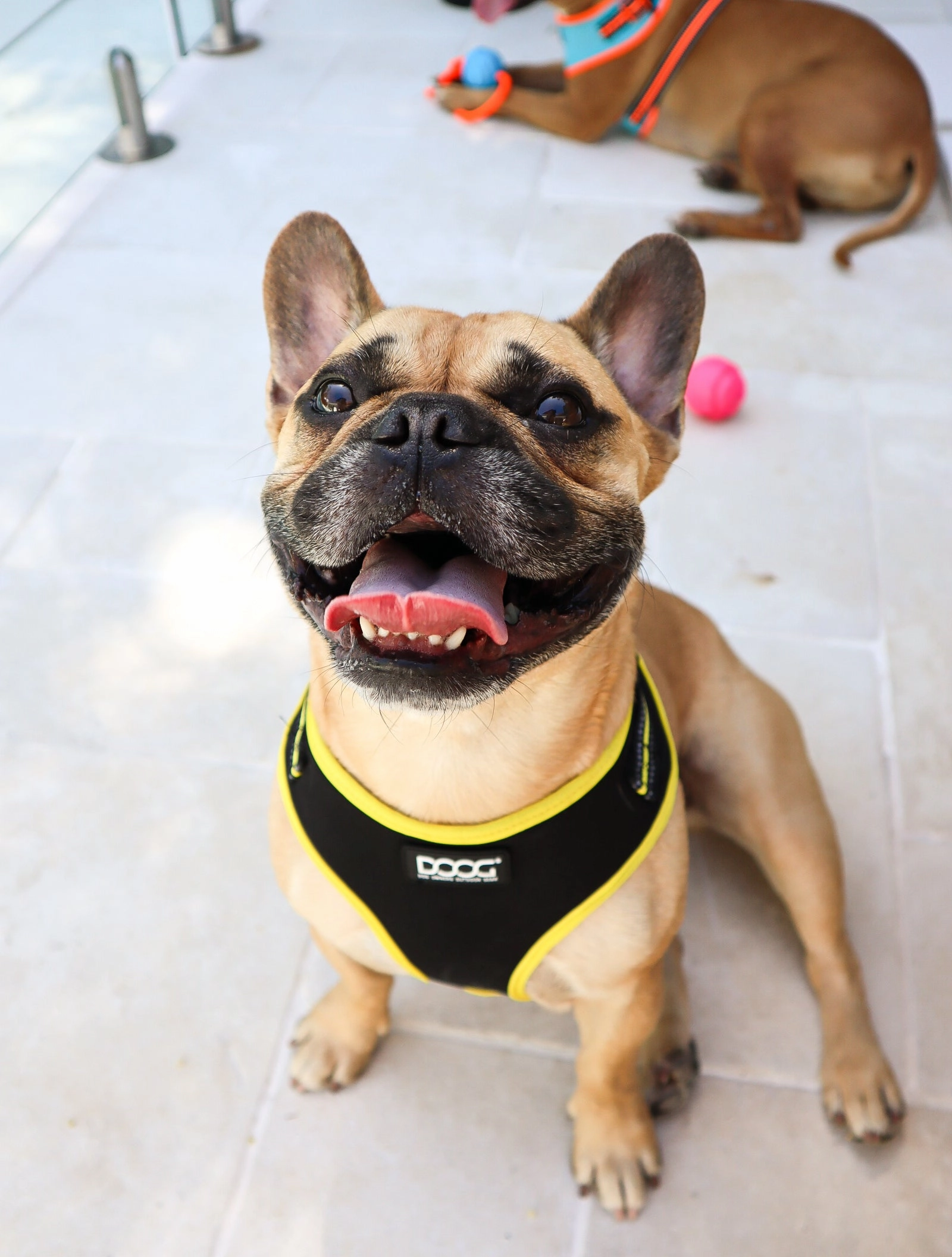 Neoflex Soft Harness - (Neon High Vis) Bolt