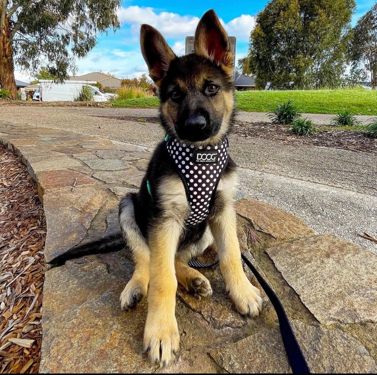 Neoflex Soft Harness - Pongo