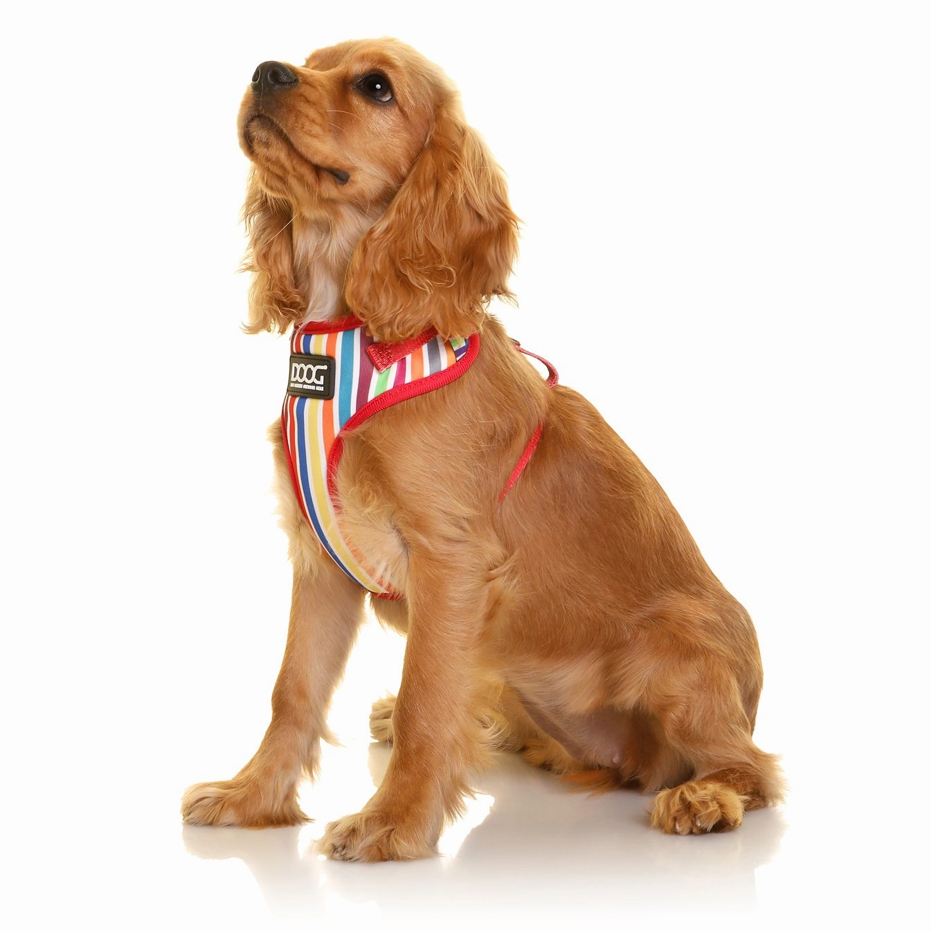 Neoflex Soft Harness - Scooby
