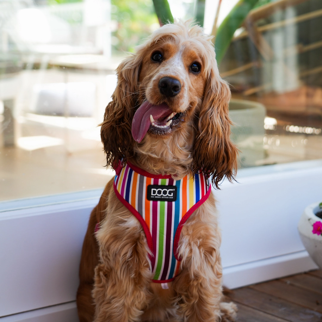 Neoflex Soft Harness - Scooby