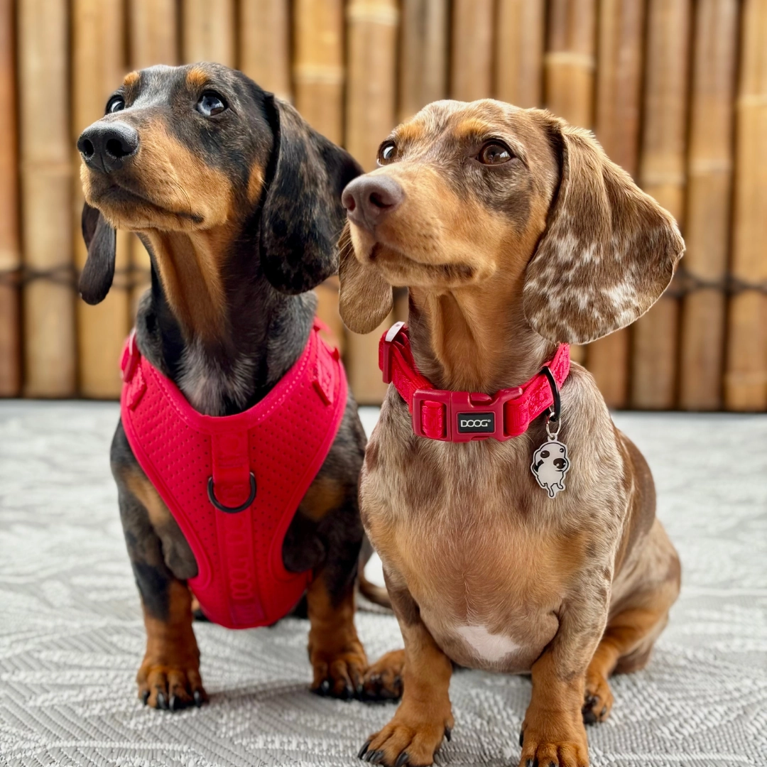 Neosport Soft Harness - Red