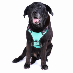 Neotech Harness - (Neon High Vis) Rin Tin Tin