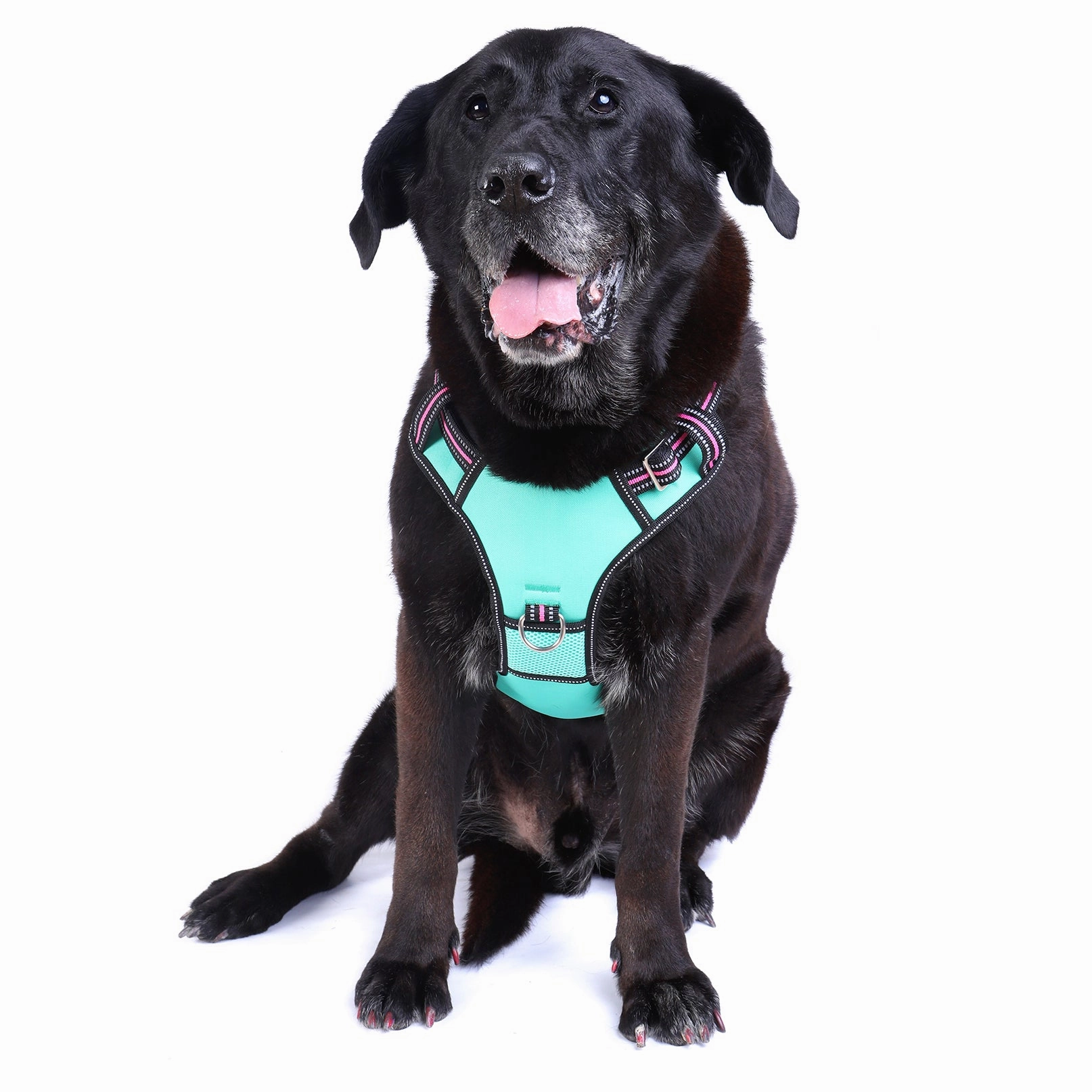 Neotech Harness - (Neon High Vis) Rin Tin Tin