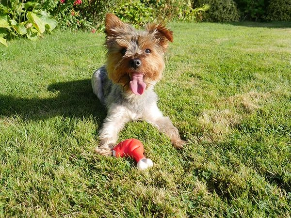 Rosewood | Dog Tough Toys Chew | Meaty Takeaway Chicken Leg
